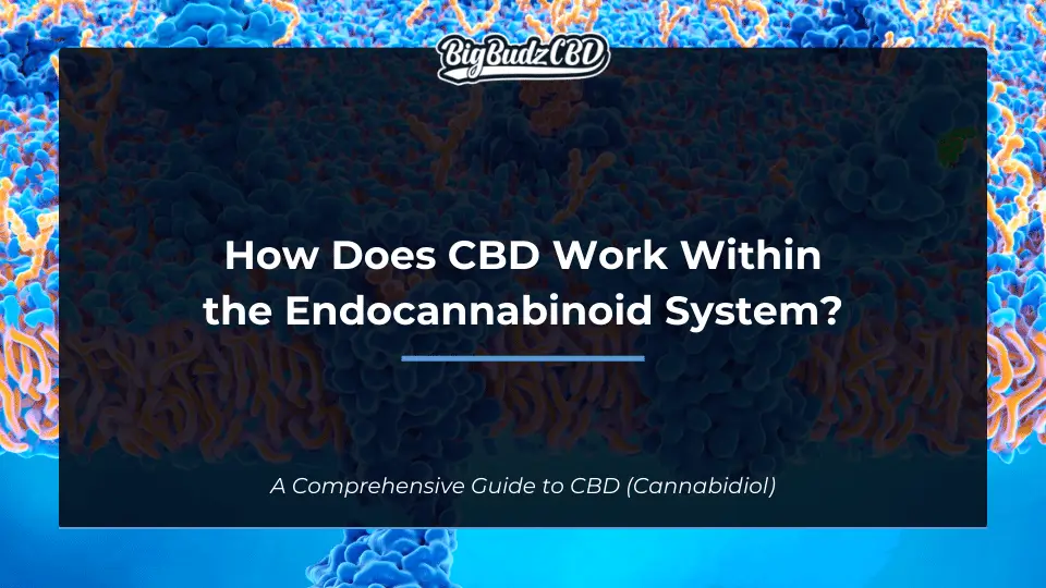 How Does CBD Work Within the Endocannabinoid System?