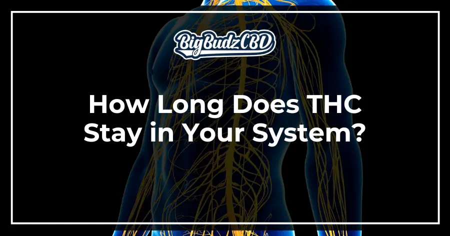 How Long Does THC Stay in Your System