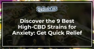 Discover the 9 Best High-CBD Strains for Anxiety_ Get Quick Relief
