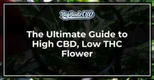 The Ultimate Guide to High CBD, Low THC Flower Varieties_ Discover the Best Cannabis Strains