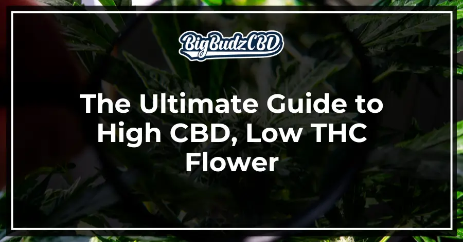 The Ultimate Guide to High CBD, Low THC Flower Varieties_ Discover the Best Cannabis Strains