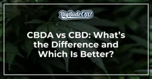 CBDA vs CBD_ What’s the Difference and Which Is Better