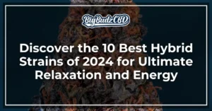 Discover the 10 Best Hybrid Strains of 2024 for Ultimate Relaxation and Energy