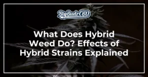 What Does Hybrid Weed Do_ Effects of Hybrid Strains Explained