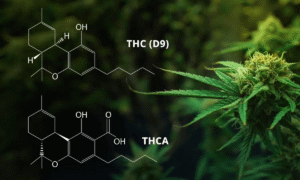THCA vs THC Which Is Stronger