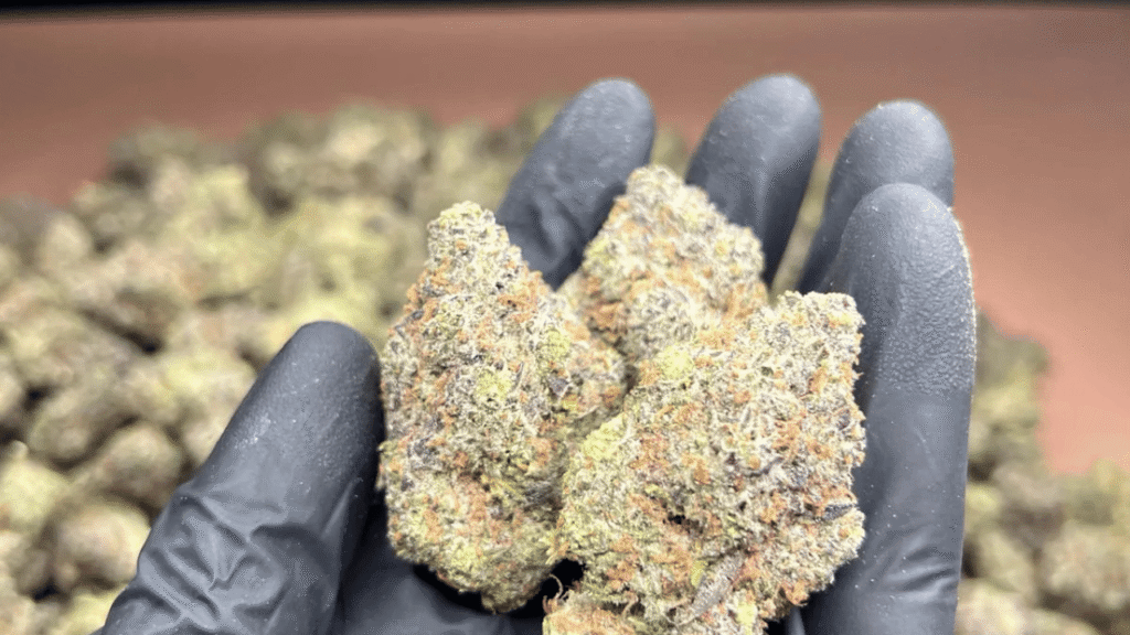 What Is Exotic THCa Flower